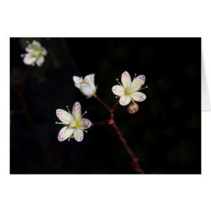 Flores de puntos polacos