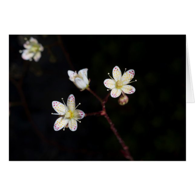 Flores de puntos polacos (Anverso (Horizontal))