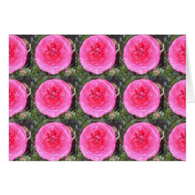 Flores de ranúnculo rosa caliente (Anverso (Horizontal))