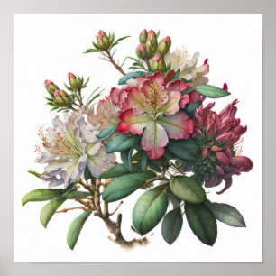 Flores de Rhododendron Rosado Arte Impreso Poster