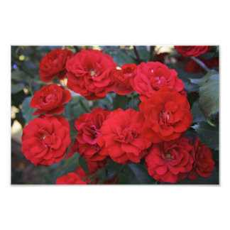 Flores de rosa roja - fotografía de flores