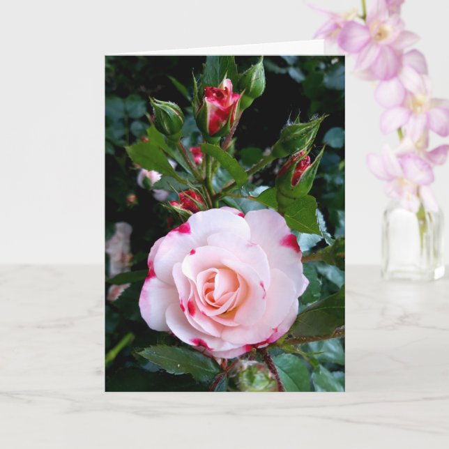 Flores de rosa, tarjeta rosa roja de rosas blancas (Orquídea)