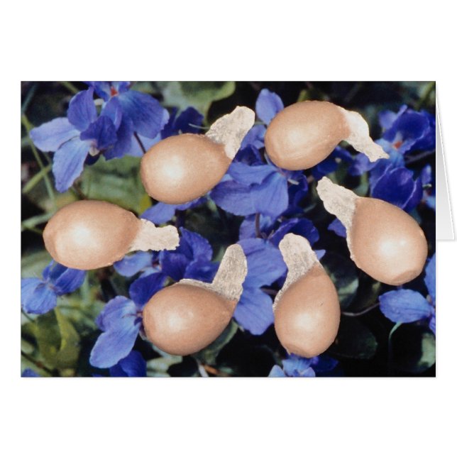 Flores de semilla violeta amarilla (Viola papilion (Anverso (Horizontal))