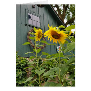 Flores de sol y granero verde, sobre incluido