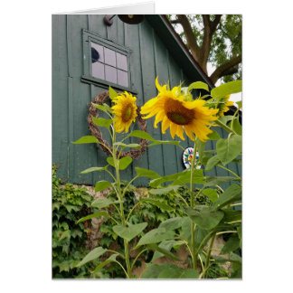 Flores de sol y granero verde, sobre incluido