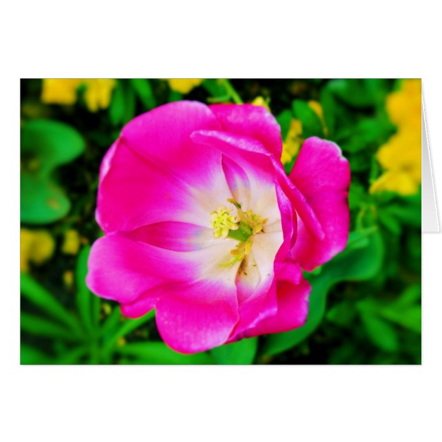 Flores de St. James Park, Londres - Blank Card (Anverso (Horizontal))