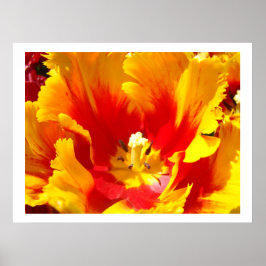 Flores de Tulipán Amarillo Rojo impresiones artíst