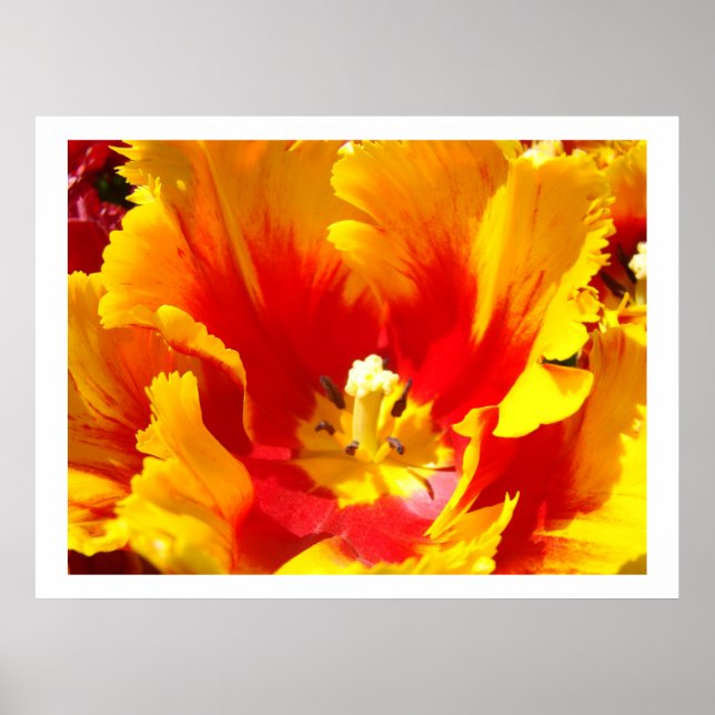 Flores de Tulipán Amarillo Rojo impresiones artíst (Frente)