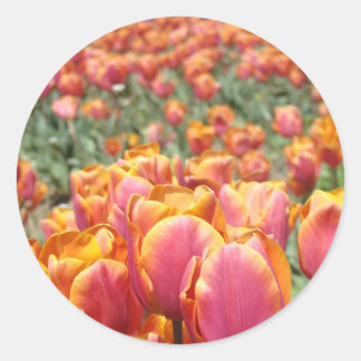 Flores de Tulipán Stickers Sellos de Sobres Primav