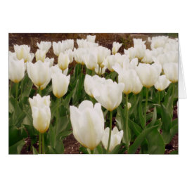 Flores de tulipanes blancos
