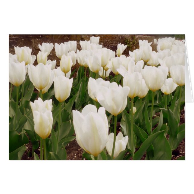 Flores de tulipanes blancos (Anverso (Horizontal))
