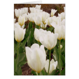 Flores de tulipanes blancos