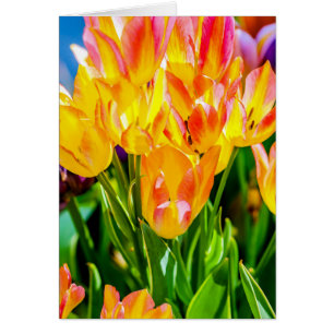 Flores de tulipanes - Florecer