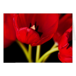Flores de tulipanes rojos Flor de fondo negro