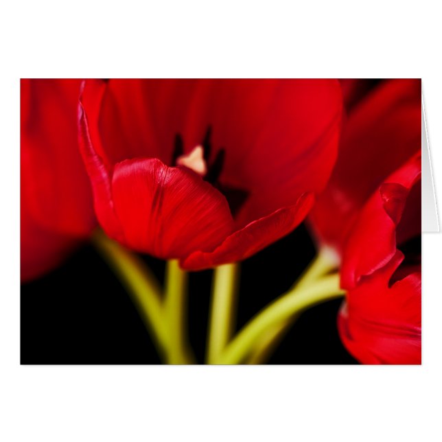 Flores de tulipanes rojos Flor de fondo negro (Anverso (Horizontal))