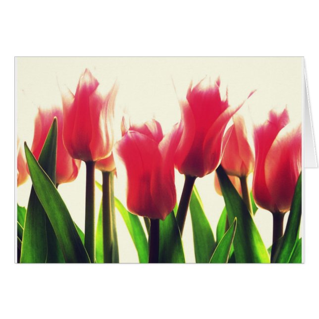 Flores de tulipanes rosados (Anverso (Horizontal))