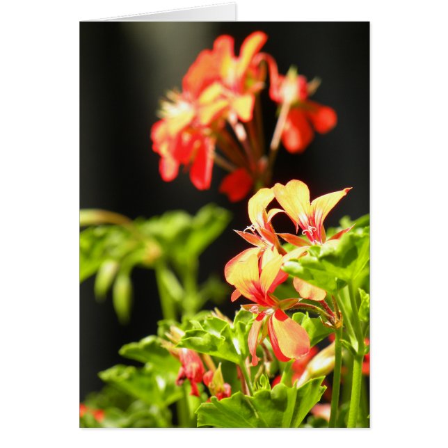 Flores de Ucrania (Frente)