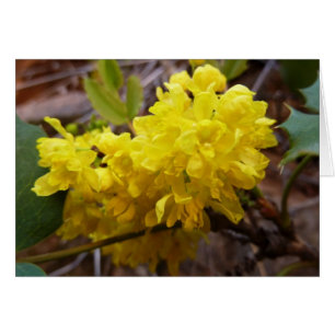 Flores de uva de Oregón Flores silvestres amarilla