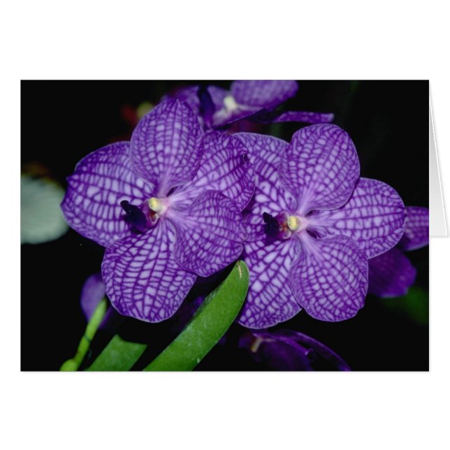 Flores de Vanda (Anverso (Horizontal))