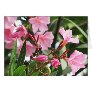 Flores de verano