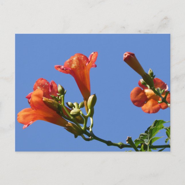 Flores de vino de marioneta con tarjeta postal Blu (Anverso)