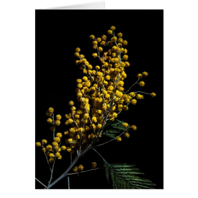 Flores de Wattle plateadas (Frente)