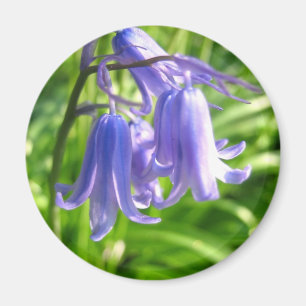 Flores del Bluebell - imán