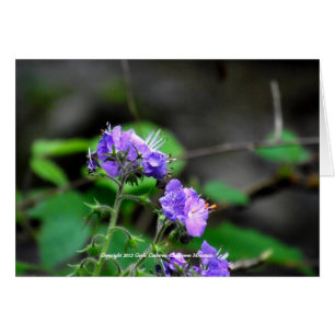 Flores del bosque nacional de Cherokee