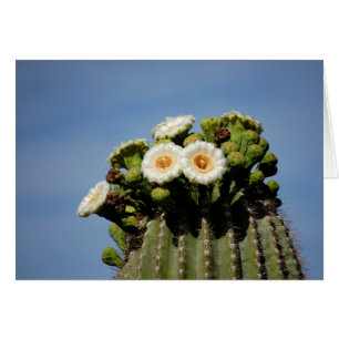 Flores del cactus del Saguaro