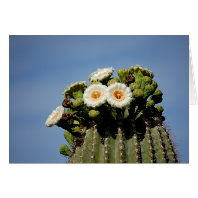 Flores del cactus del Saguaro (Anverso (Horizontal))