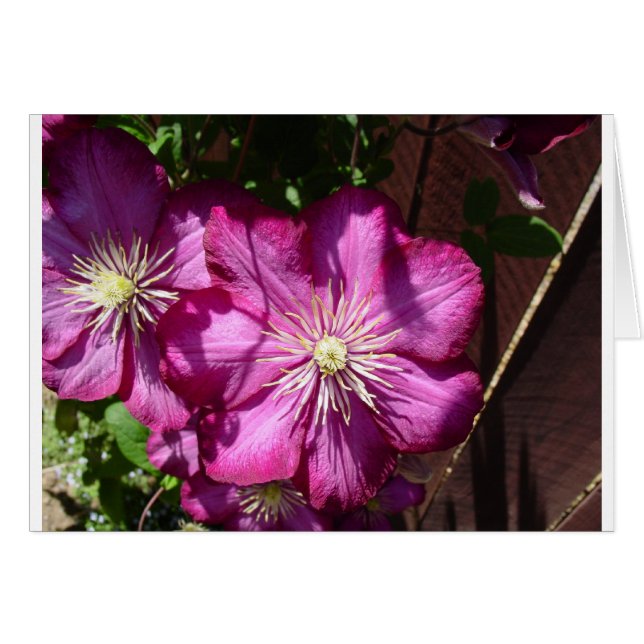 Flores del Clematis (Anverso (Horizontal))