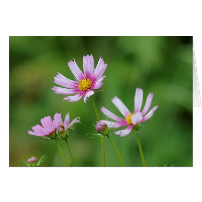 Flores del cosmos (Anverso (Horizontal))
