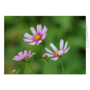Flores del cosmos
