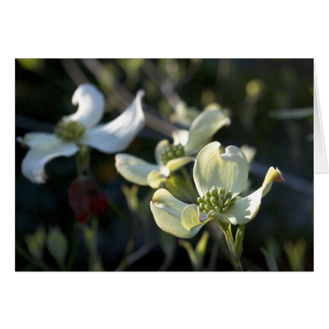 Flores del Dogwood (Anverso (Horizontal))