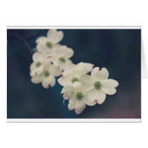 Flores del Dogwood