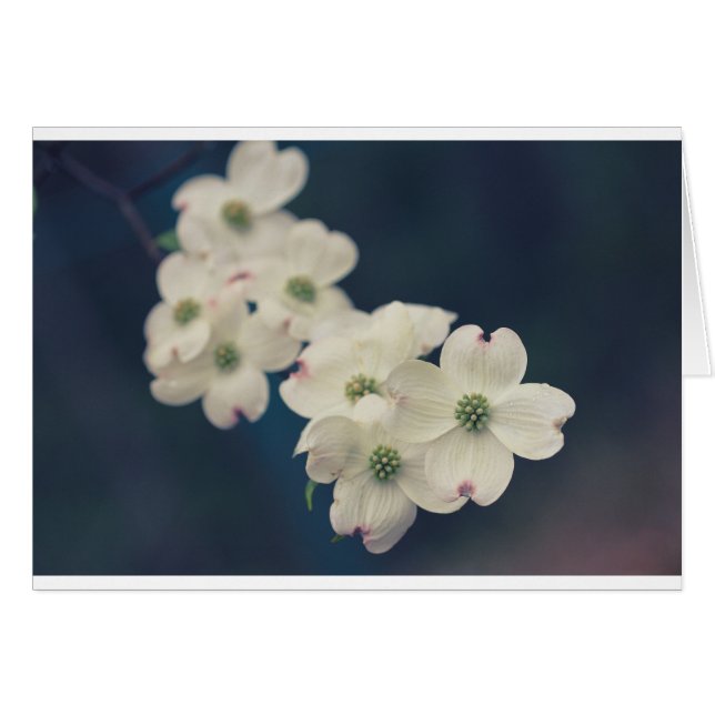 Flores del Dogwood (Anverso (Horizontal))