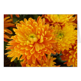 Flores del jardín de Longwood