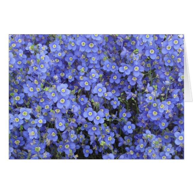 Flores del lino en los jardines de Longwood, (Anverso (Horizontal))