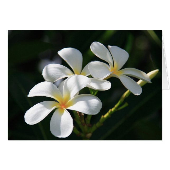 Flores del Plumeria (Anverso (Horizontal))