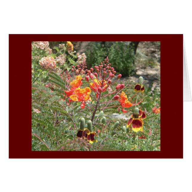 Flores del suroeste del desierto (Anverso (Horizontal))