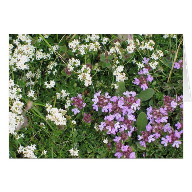 Flores desconocidas (Anverso (Horizontal))