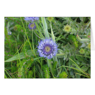 Flores desconocidas, acantilados de Moher, Irlanda