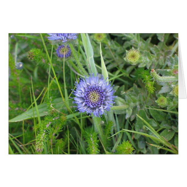 Flores desconocidas, acantilados de Moher, Irlanda (Anverso (Horizontal))