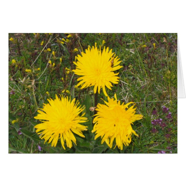 Flores desconocidas, Alpe di Siusi, Italia (Anverso (Horizontal))