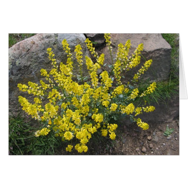 Flores desconocidas, Alpe di Siusi, Italia (Anverso (Horizontal))