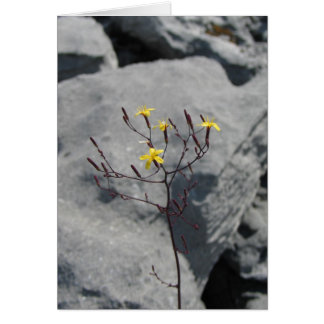 Flores desconocidas en la región de Burren, Irland