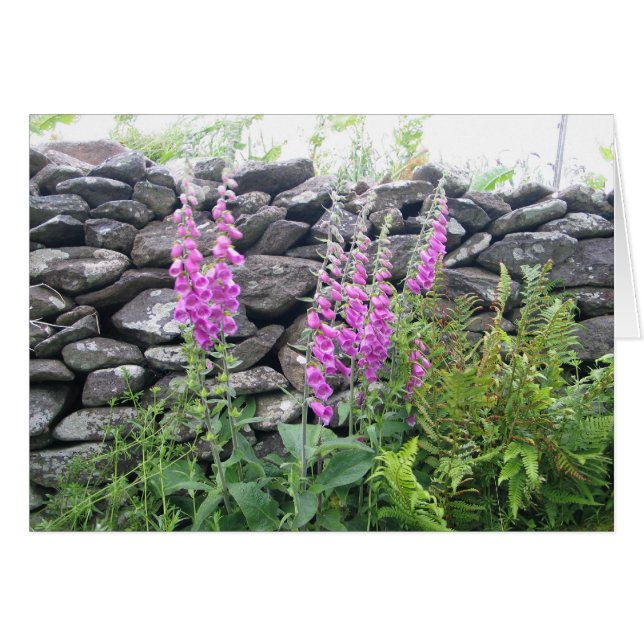 Flores desconocidas, Península de Dingle, Irlanda (Anverso (Horizontal))