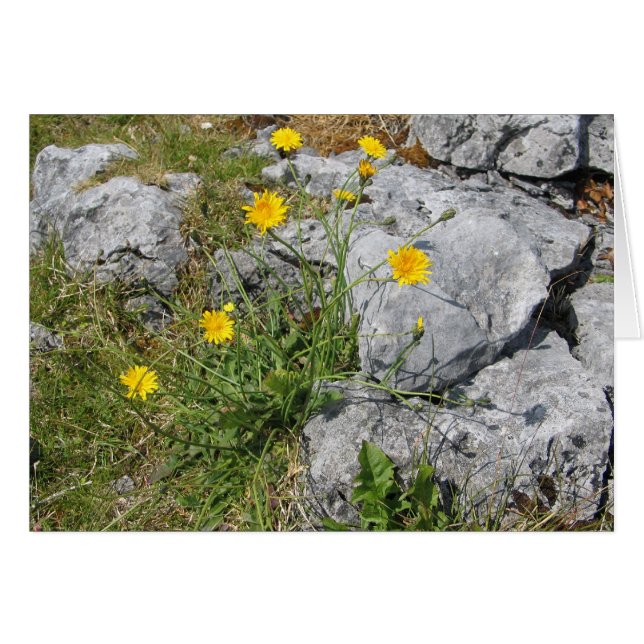 Flores desconocidas, The Burren, Irlanda (Anverso (Horizontal))