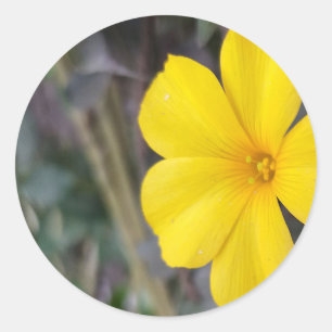 Flores doradas: colección de Pegatinas de flores a
