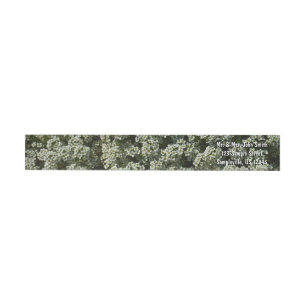 Flores dulces de alyssum florales blancas